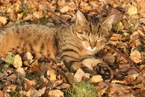 sleeping cat in autumn leaves