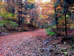 Autumn Forest Way