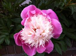 Pink Flower Blossom