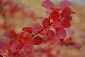 Leaf Red Autumn