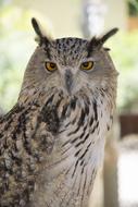 Owl Birds Nature