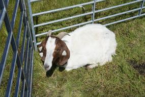 domestic Goat Animal on Farm