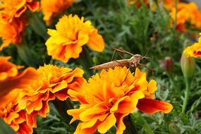 Close-up of the insect on the beautiful, orange, yellow and red flowers, among the green grass