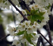 Blossom Bloom Spring