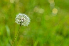 Nature Flower Plant