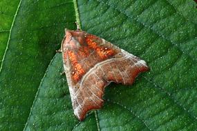 red Moth Insect