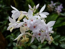 Orchid Flower Blossom