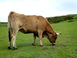 Cow Asturias Covadonga Lakes