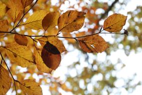 Autumn Leaves Golden