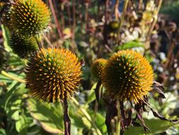 Purple Coneflower Echinacea