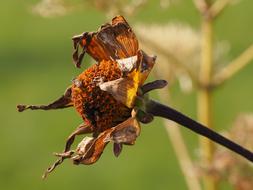 Autumn Faded Plant