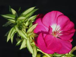Flower Nutmeg Balcony Flowers