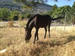 Beautiful, black horse on the yellow pasture among the green trees and mountains