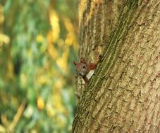 gorgeous Squirrel Tree