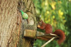 Squirrel eating on feeder on Tree