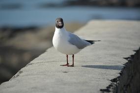 seagull with black head close-up on blurred background