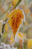 Frost Autumn Leaf
