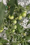 Unripe tomatoes in the garden