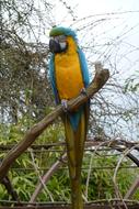 Parrot Blue Yellow