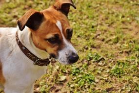 dog Jack Russell Terrier Play