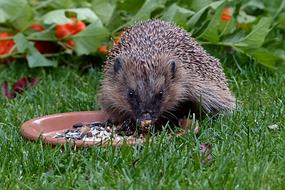 feeding a hedgehog in the garden