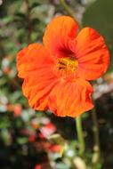 orange bud nasturtium, close-up