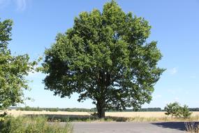 Tree Summer Blue