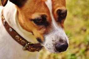 Jack Russell Terrier in collar, head close up