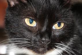 gorgeous Cat Black Whisker Blue