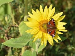 Peacock Butterfly with wide open wings rests on sunflower