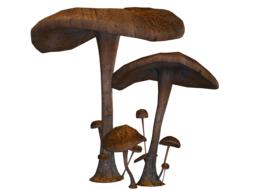 brown mushrooms in the woods are raw