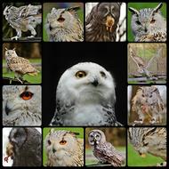snowy owl on a collage