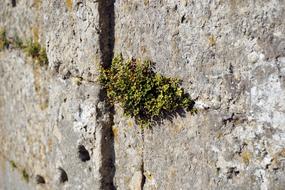 Wall Plant Stones