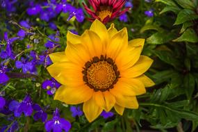 Colorful Flowers Nature