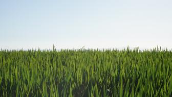 Agriculture Fields Rice