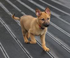 gorgeous Puppy Dog Petit