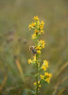 Flower Bee Plant