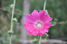 beautiful pink flower blooming