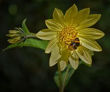 a bee pollinates a beautiful yellow flower