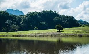 Landscape Tree Nature