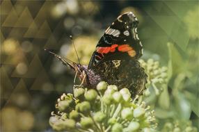 Butterfly feeding on flowers, Macro