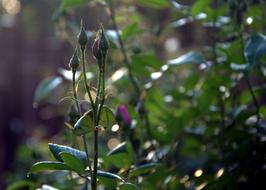 Flowering rosebuds on a bush