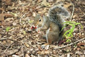 grey Squirrel Eating piece of Mushroom