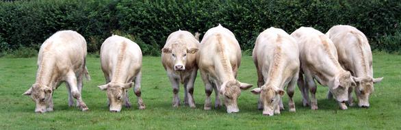 White Calves Cattle on farm