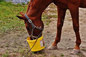 brown horse eats from a yellow bucket