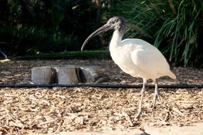 bird with huge beak