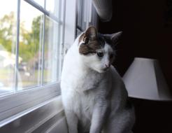 adorable cat sitting by the window