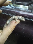 small lizard on the finger of a human hand