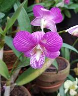 purple Orchid Exotic Flora