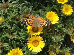 tiger butterfly on a yellow daisy